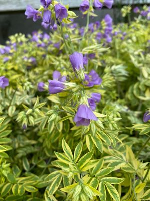 Polemonium Golden Feathers (gallon perennial) $29.99