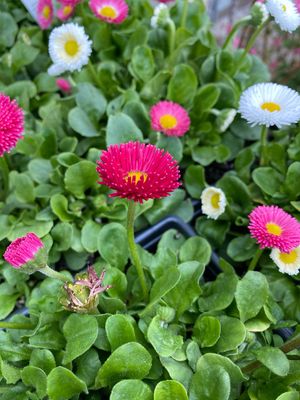 Bellis perennis Galaxy Mix (quart perennial) $11.99