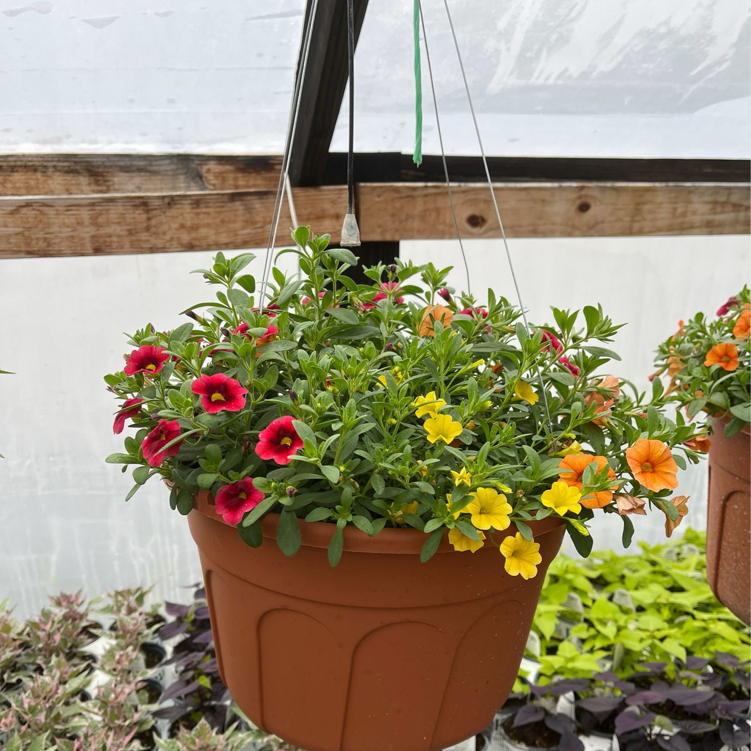 Hayride (12" Hanging Basket) $45.99