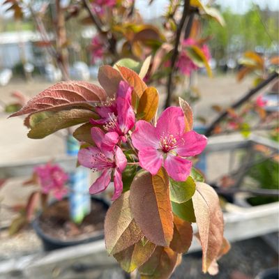 Crabapple Adams Malus (10 gallon) $199.99