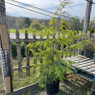 Hemlock Canadian (7 gallon) $129.99