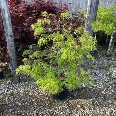 Maple Japanese Laceleaf GREEN Viridis (7 gallon 36&quot;) $199.99