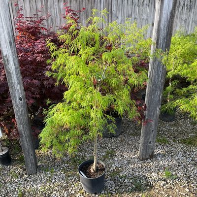 Maple Japanese Laceleaf GREEN Viridis (3 gallon) $99.99