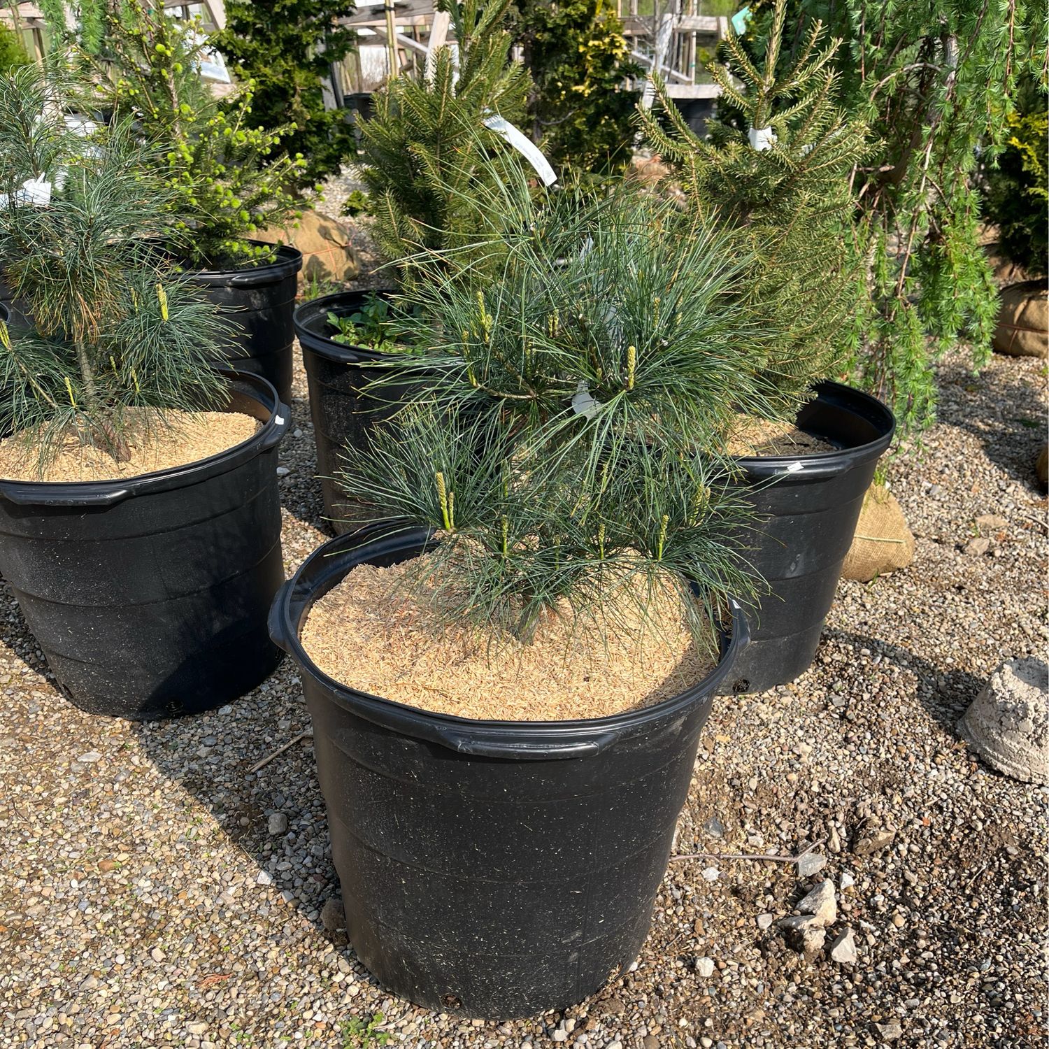 Pine White pinus strobus (15 gallon 2’-3’) $69.99