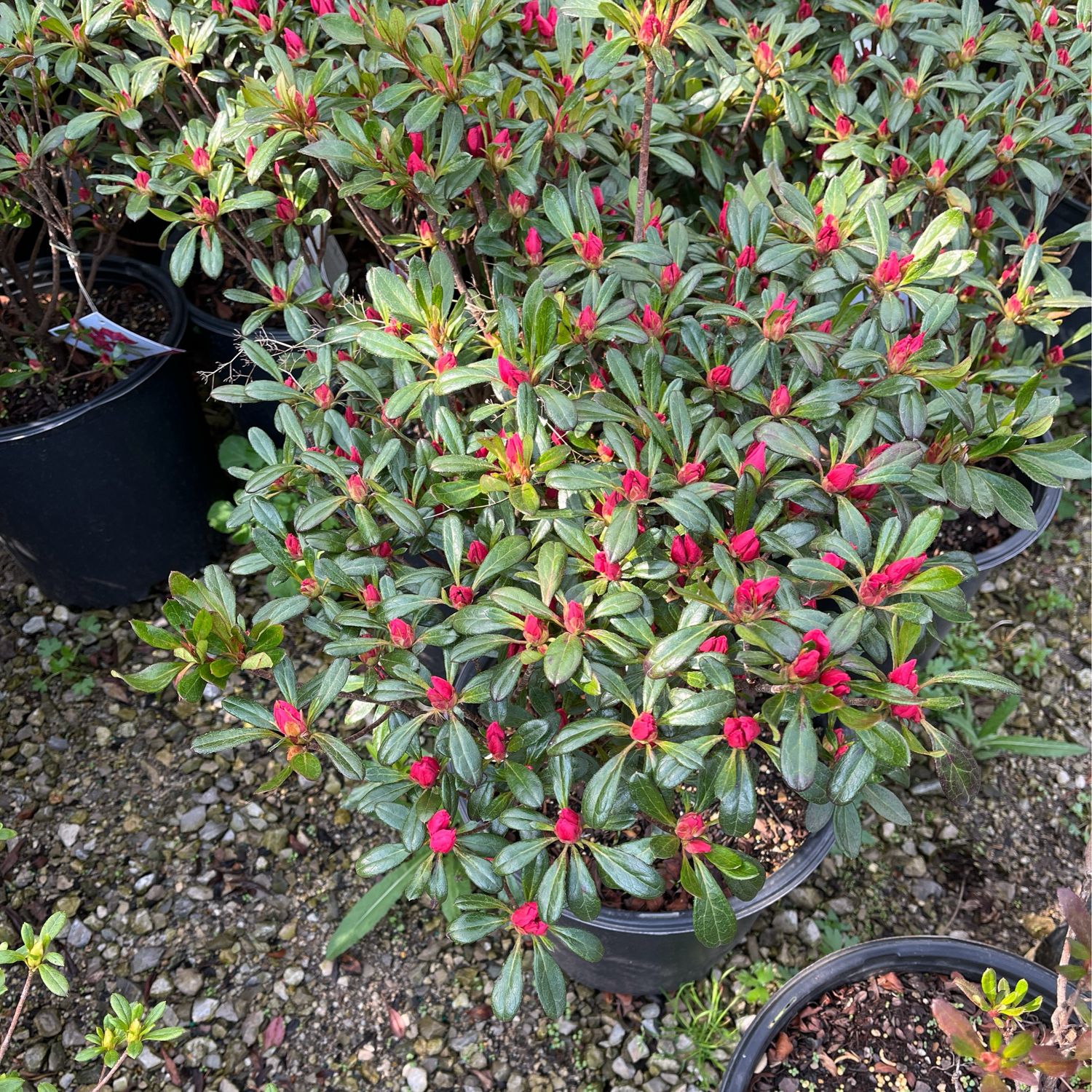 Azalea Girard Rose (3 gallon) $59.99