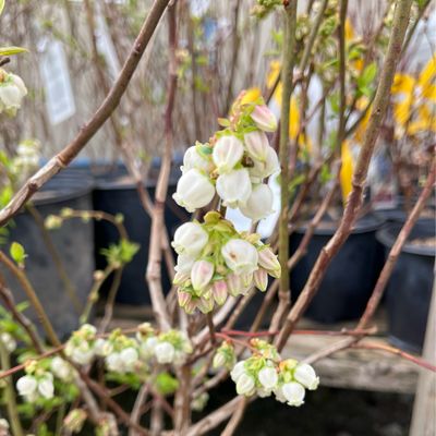 Blueberry Duke Vaccinium (2 gallon) $39.99