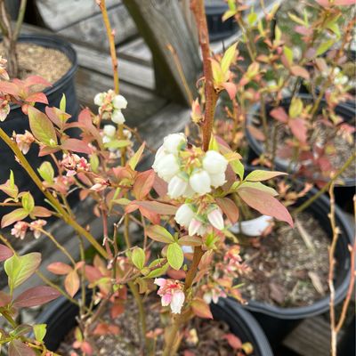 Blueberry Earliblue Vaccinium (3 gallon) $49.99