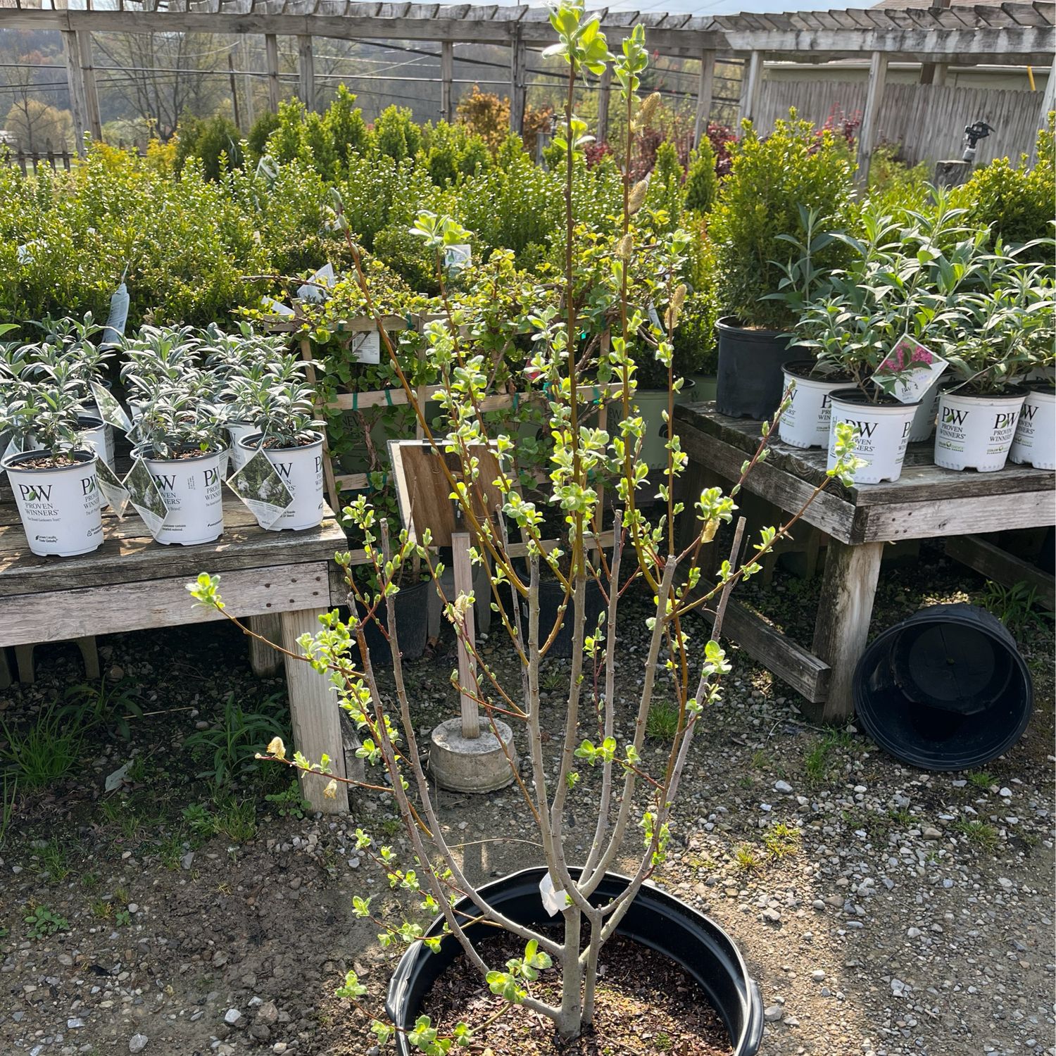 Willow Pussy (15 gallon) $52.99