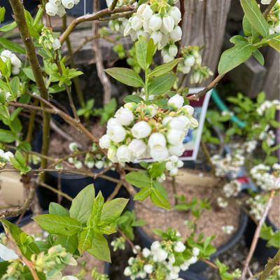 Blueberry Bluejay Vaccinium (2 gallon) $39.99