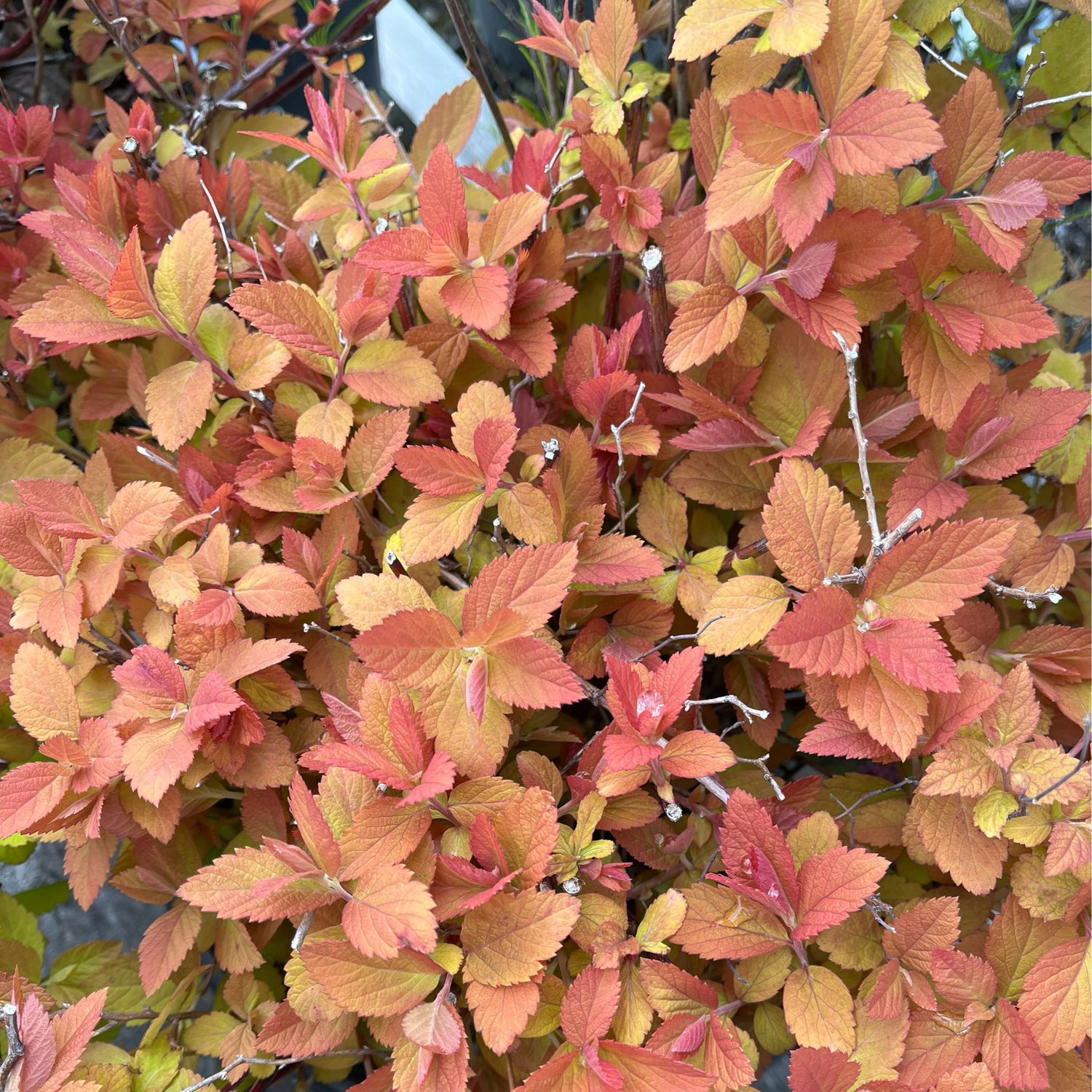 Spirea Double Play Big Bang PW (3 gallon) $59.99