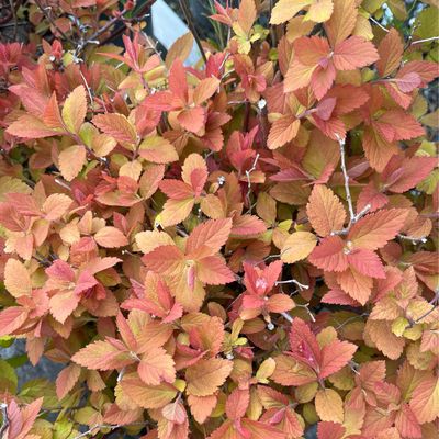 Spirea Double Play Big Bang PW (3 gallon) $59.99