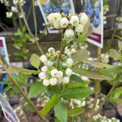 Blueberry Patriot Vaccinium (2 gallon) $39.99