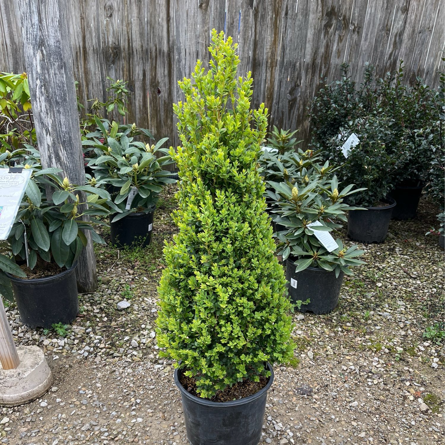 Boxwood Green Mountain Pyramidal (3 gallon) $69.99