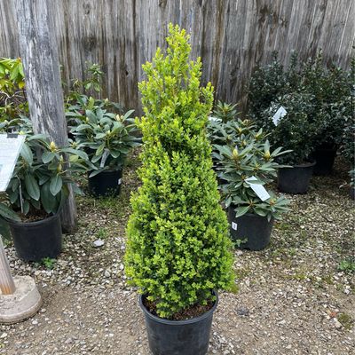 Boxwood Green Mountain Pyramidal (3 gallon) $69.99