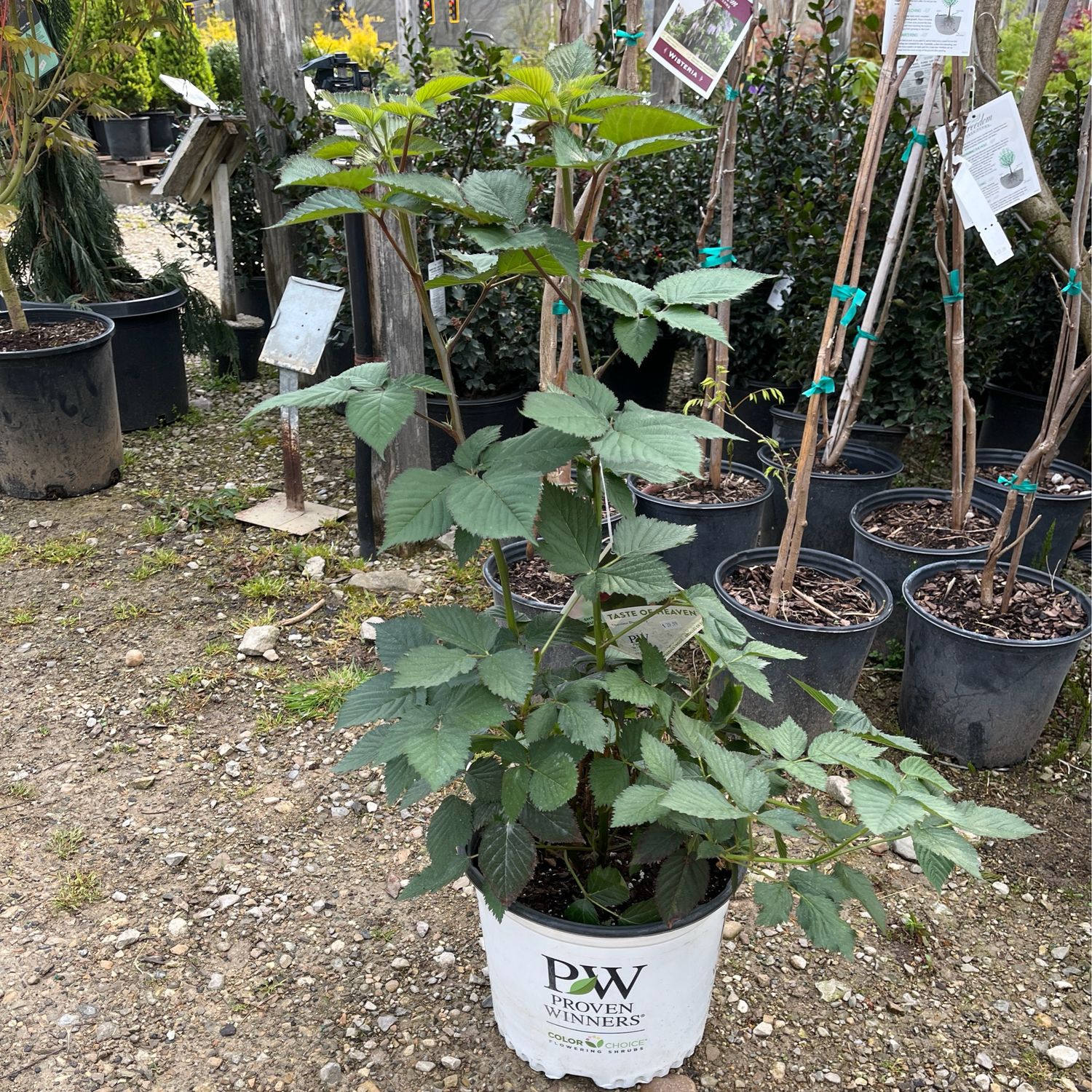 Blackberry Taste of Heaven Thornless PW (3 gallon) $39.99