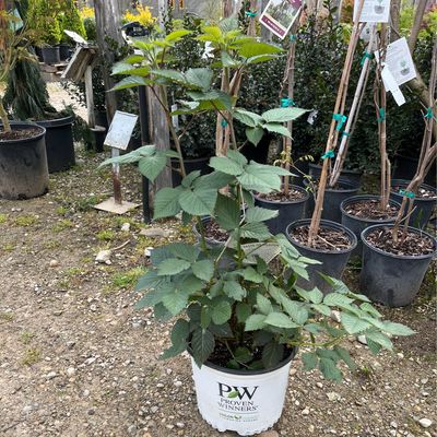 Blackberry Taste of Heaven Thornless PW (3 gallon) $39.99