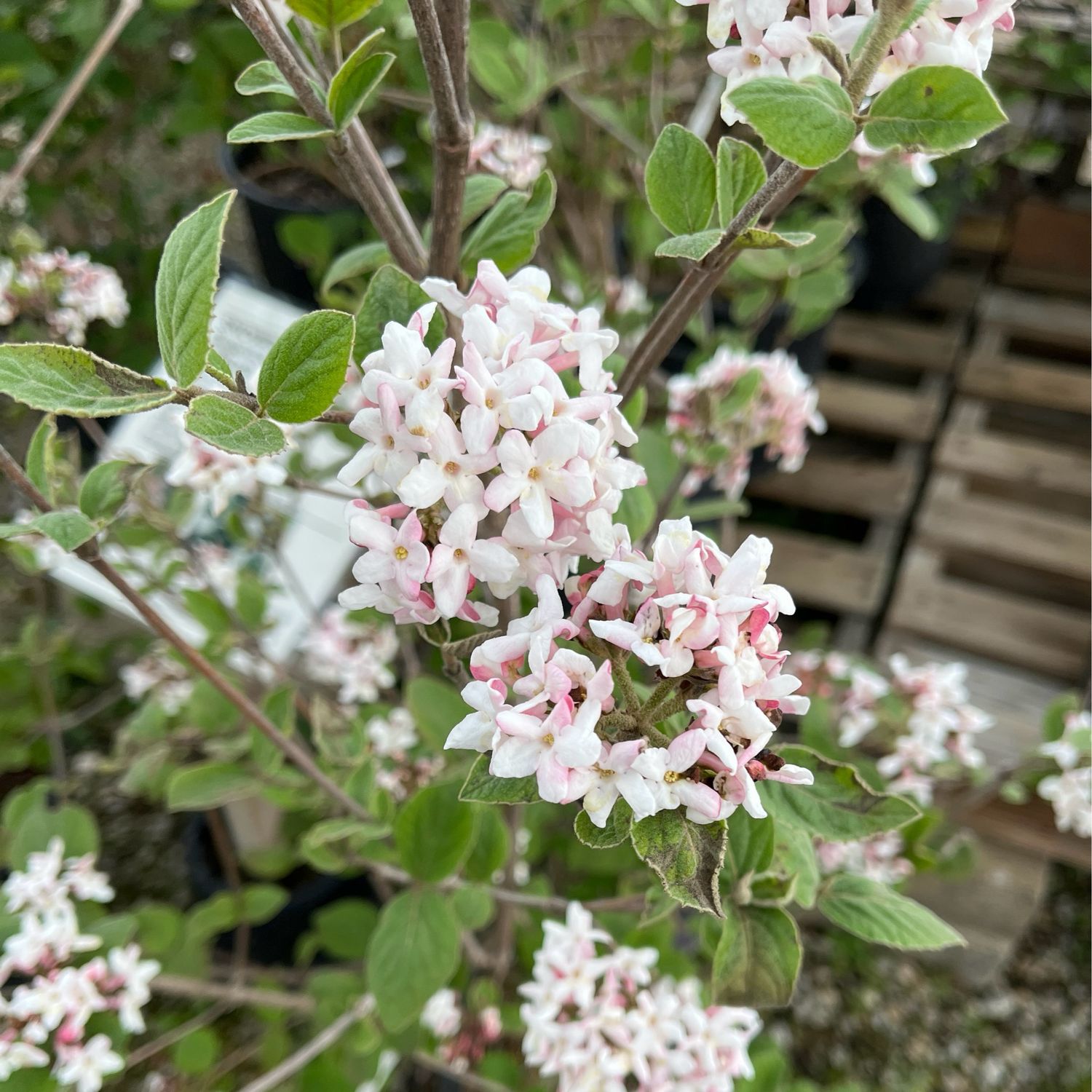 Viburnum Snowball Sugar &amp; Spice Korean Spice (3 gallon) $59.99