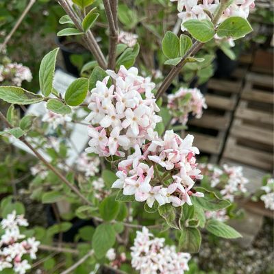 Viburnum Snowball Sugar &amp; Spice Korean Spice (3 gallon) $59.99