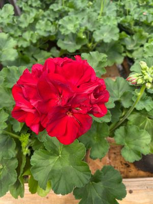 Geranium Red DARK Red / Scarlet SASSY Maestro Idols (4 1/2" pot)