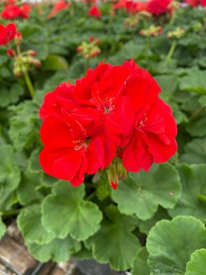 Geranium Red BRIGHT Red Patriot (4 1/2" pot)