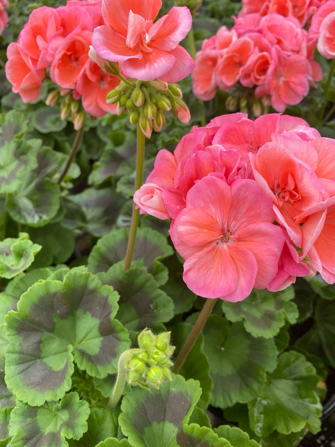 Jumbo Geranium Salmon, Dark Salmon, Watermelon Patriot (7" Jumbo pot)