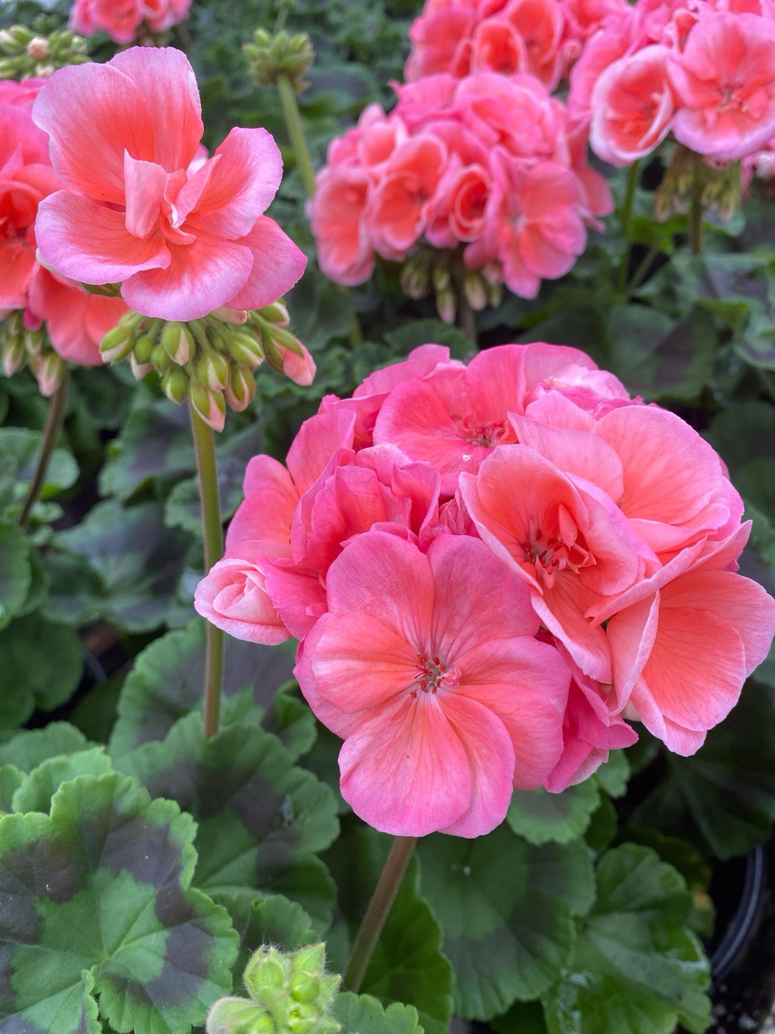 Geranium Salmon Light, DARK Salmon, Evening Glow Dynamo / Patriot (4 1/2" pot)