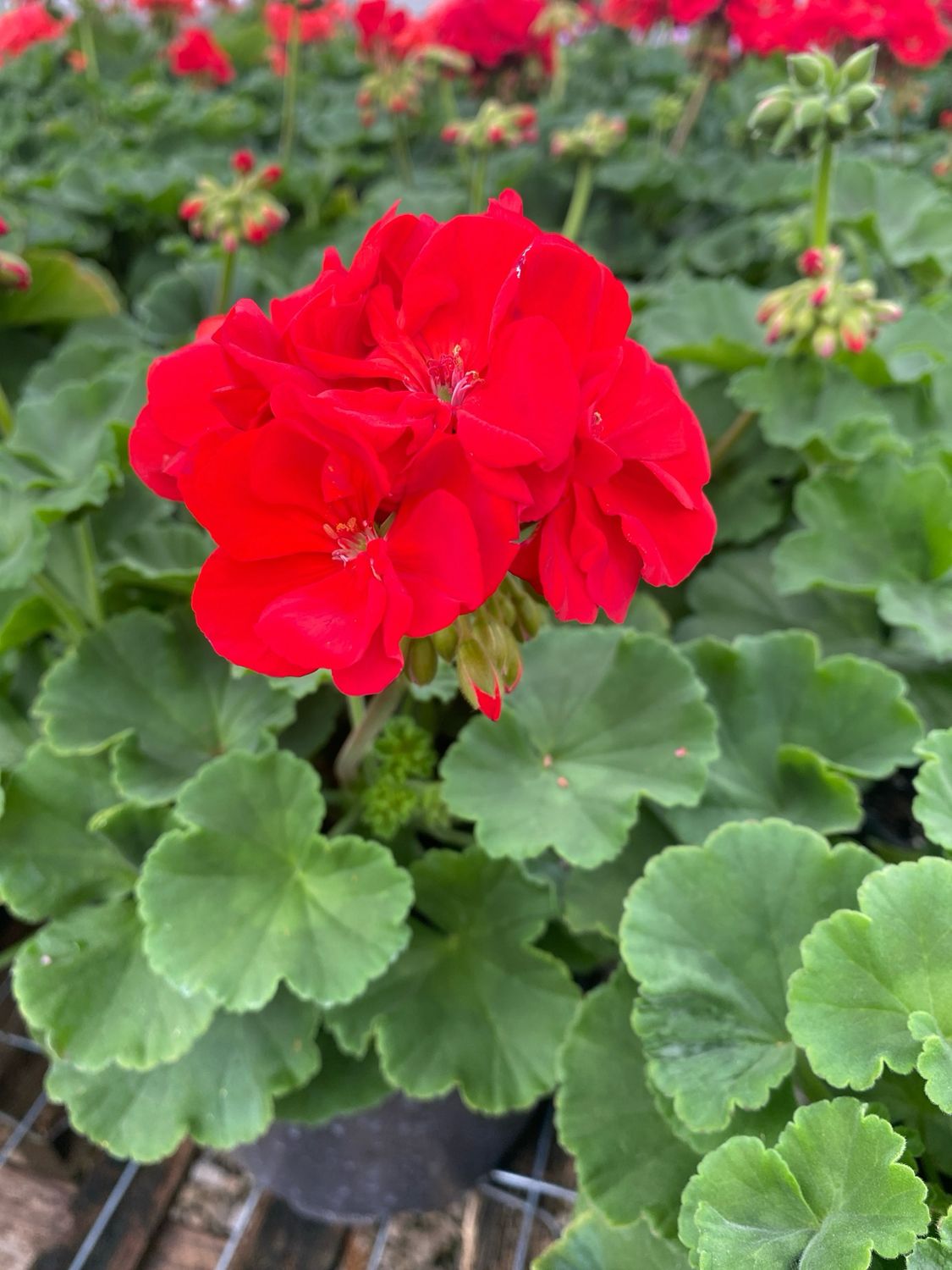 Jumbo Geranium Red BRIGHT Red Patriot (7" Jumbo pot)