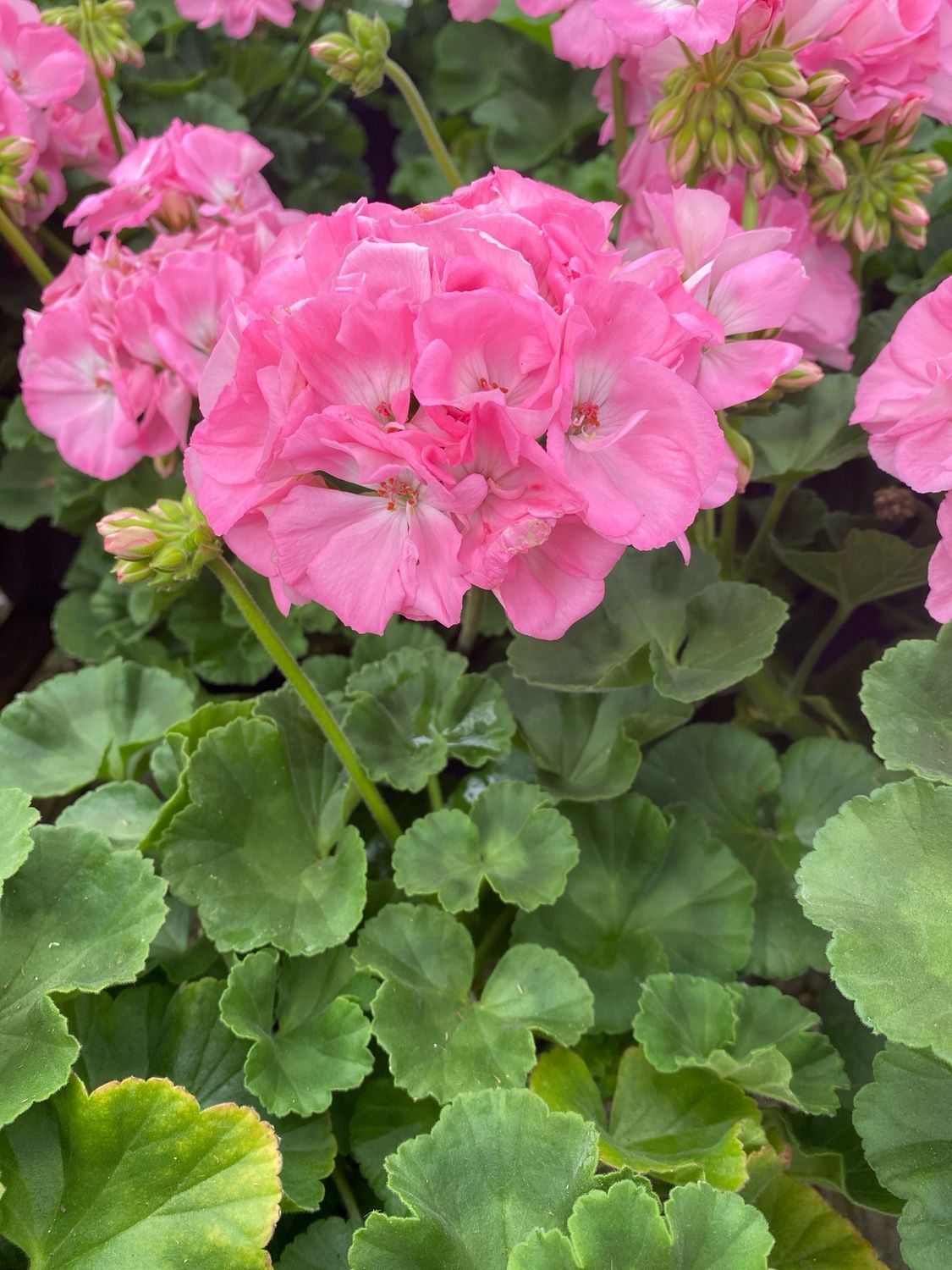 Geranium Pink LIGHT Pink Dynamo (4 1/2" pot)