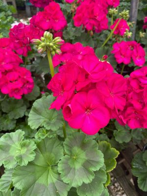 Jumbo Geranium Purple Violet BRIGHT Violet Patriot (7" Jumbo pot)