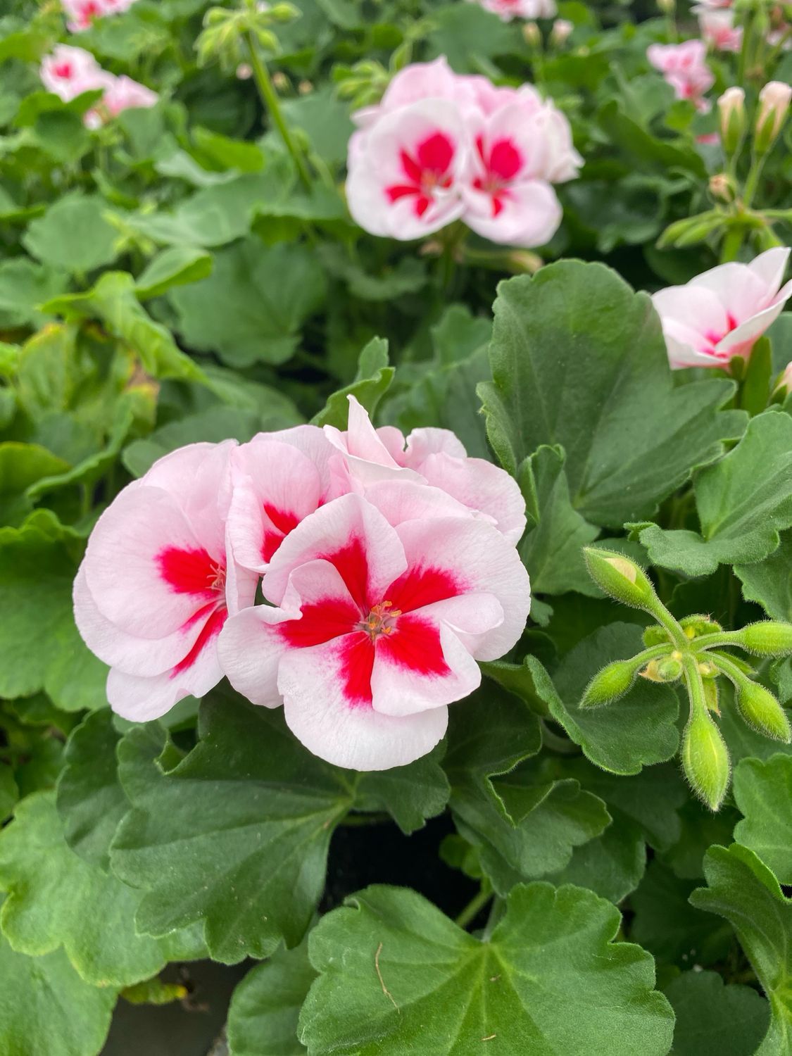 Jumbo Geranium White SPLASH Americana (7" Jumbo pot)