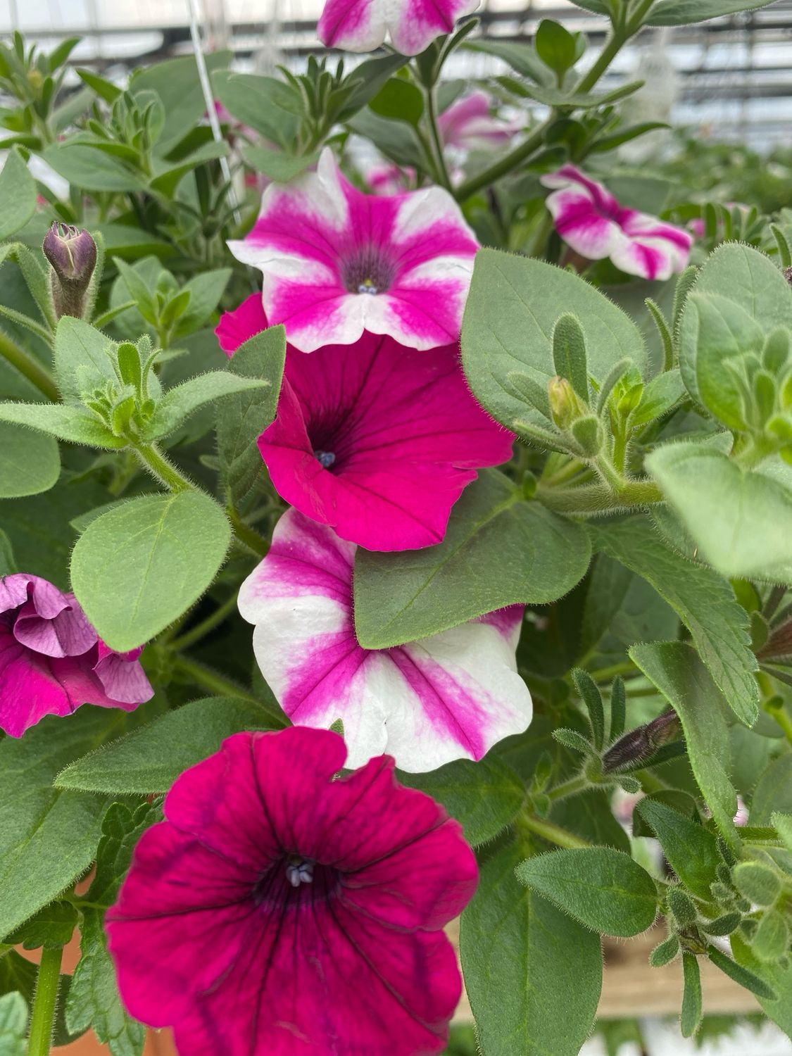 Blind Love (12" Hanging Basket) $45.99