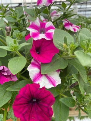 Blind Love (12" Hanging Basket) $45.99