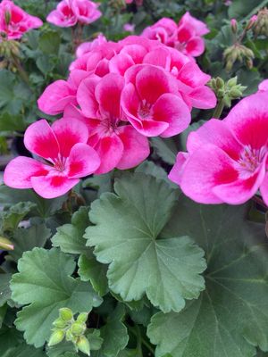 Jumbo Geranium Pink SPLASH Savannah (7" Jumbo pot)
