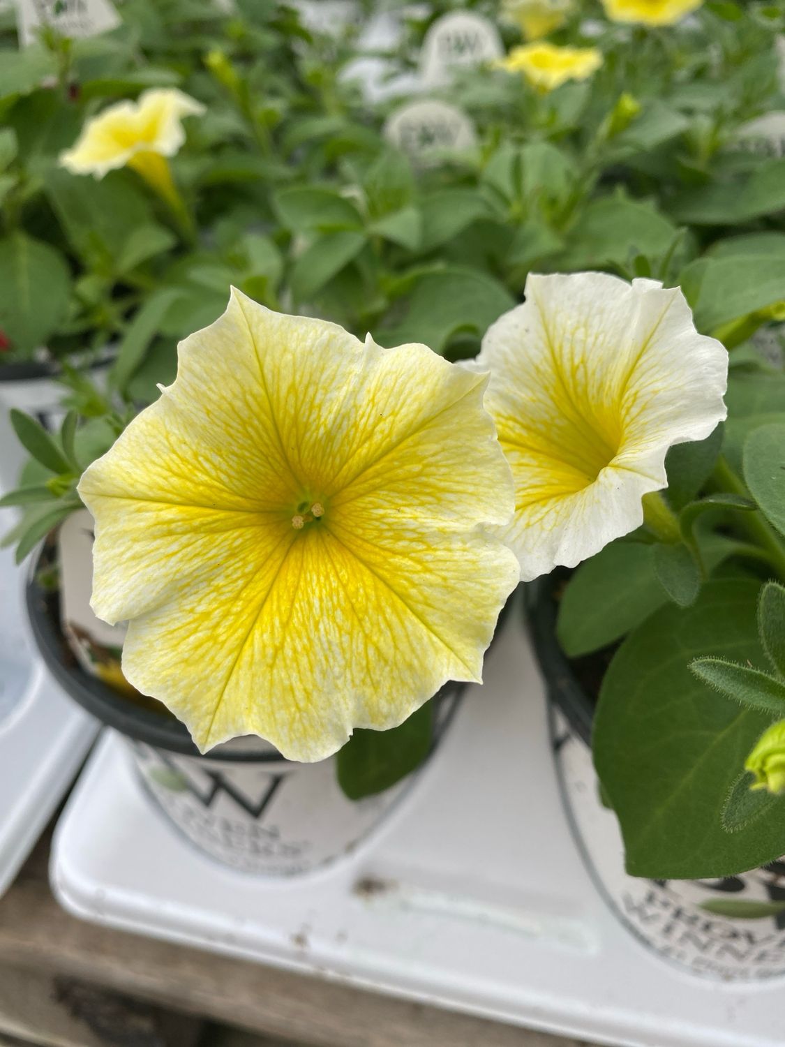Petunia Saffron Finch PW Supertunia (quart pot)