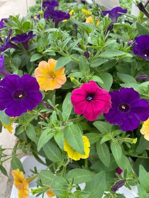 Evan Elenbaas (12" Hanging Basket) $39.99