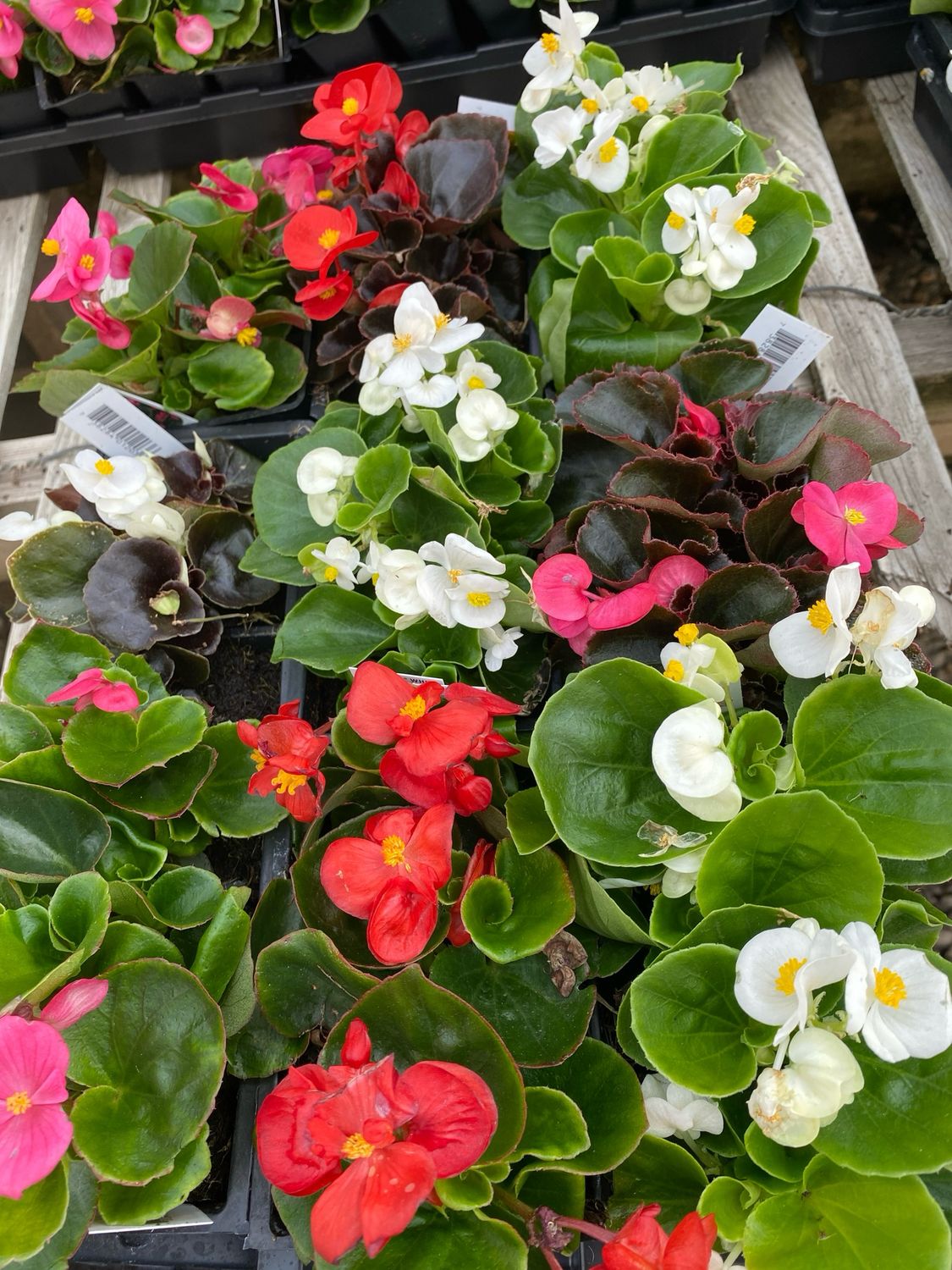 Begonia Assortment - Grower's Choice (3-Pack)