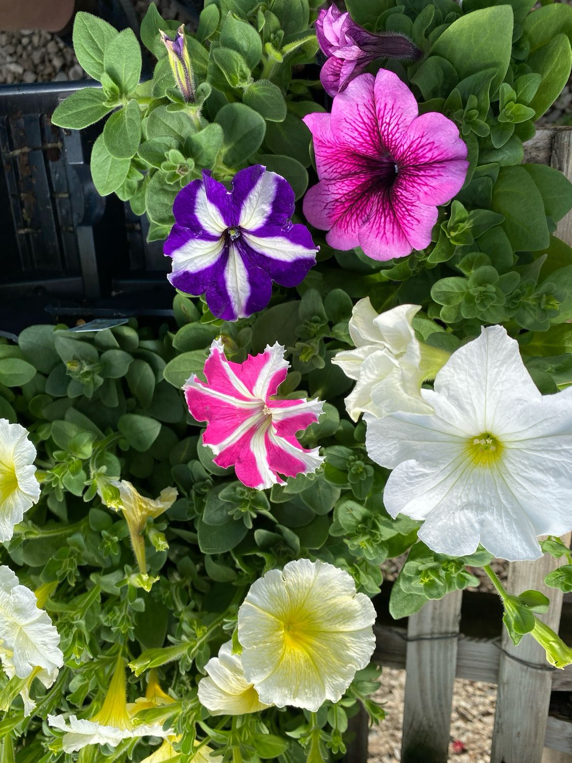 Petunia Assortment - Grower's Choice (3-Pack)