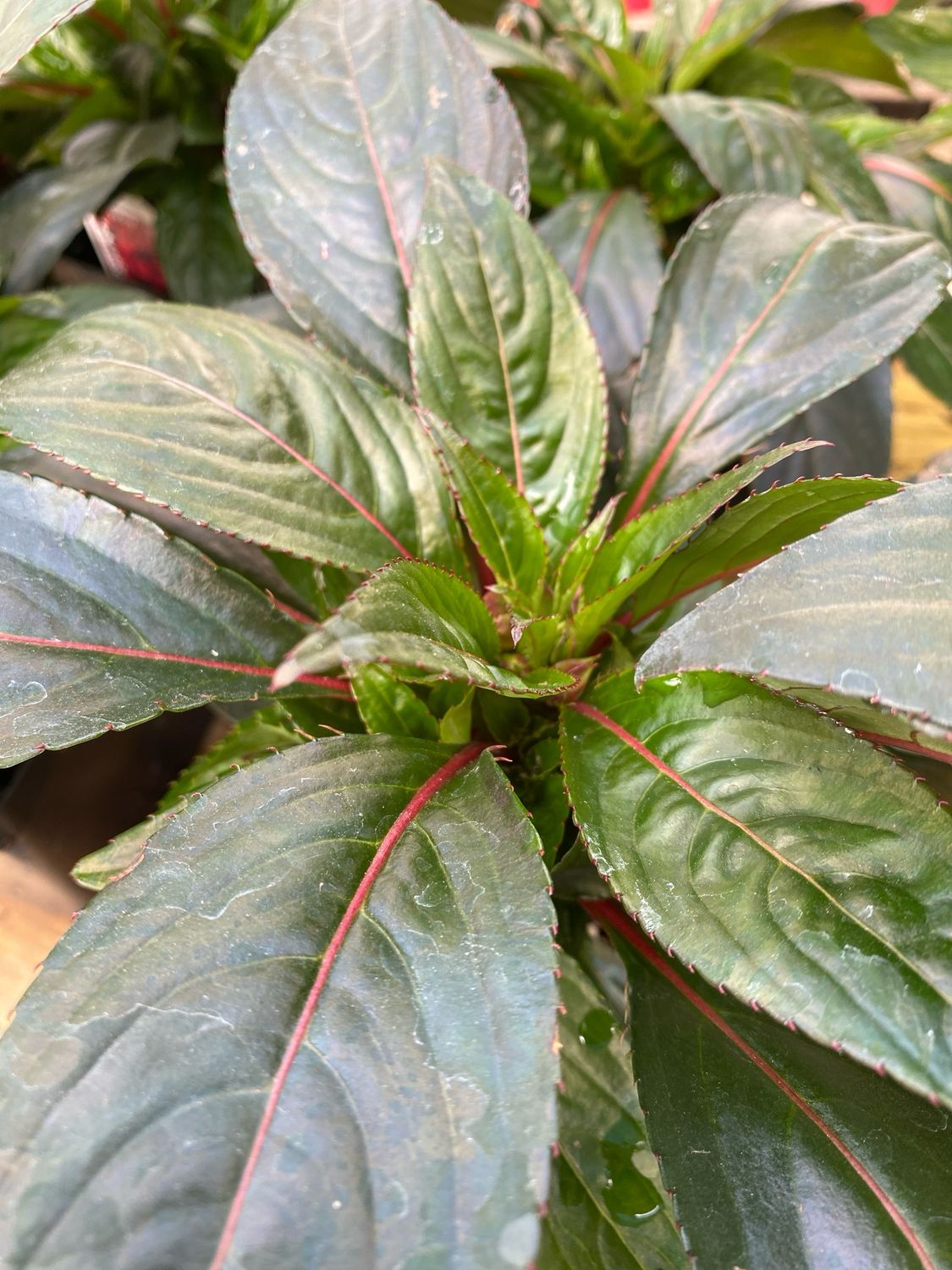 New Guinea Impatiens Red DEEP Red Harmony (quart pot)
