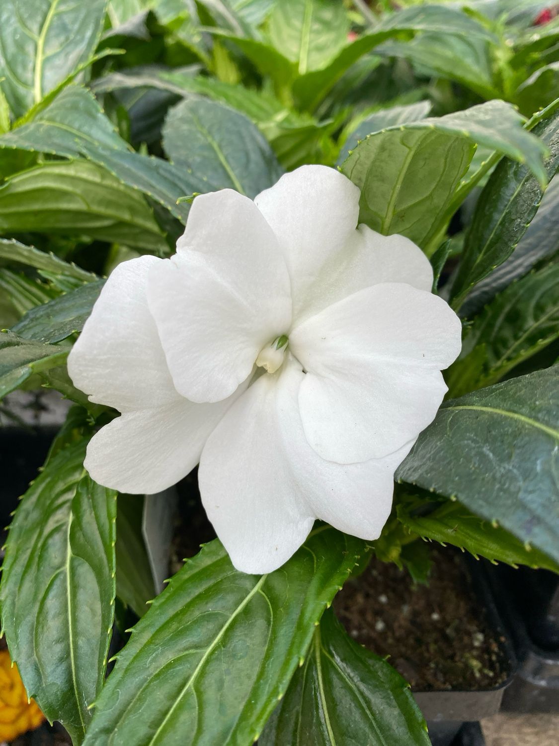 New Guinea Impatiens WHITE (quart pot)