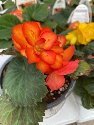 Begonia Nonstop Fire PW (quart pot)