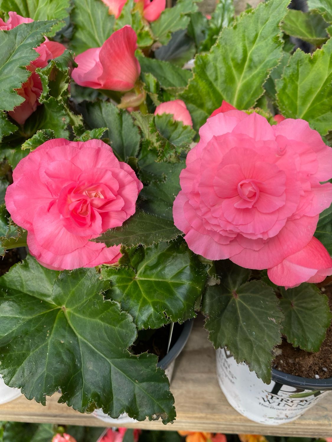Begonia Nonstop Pink PW (quart pot)