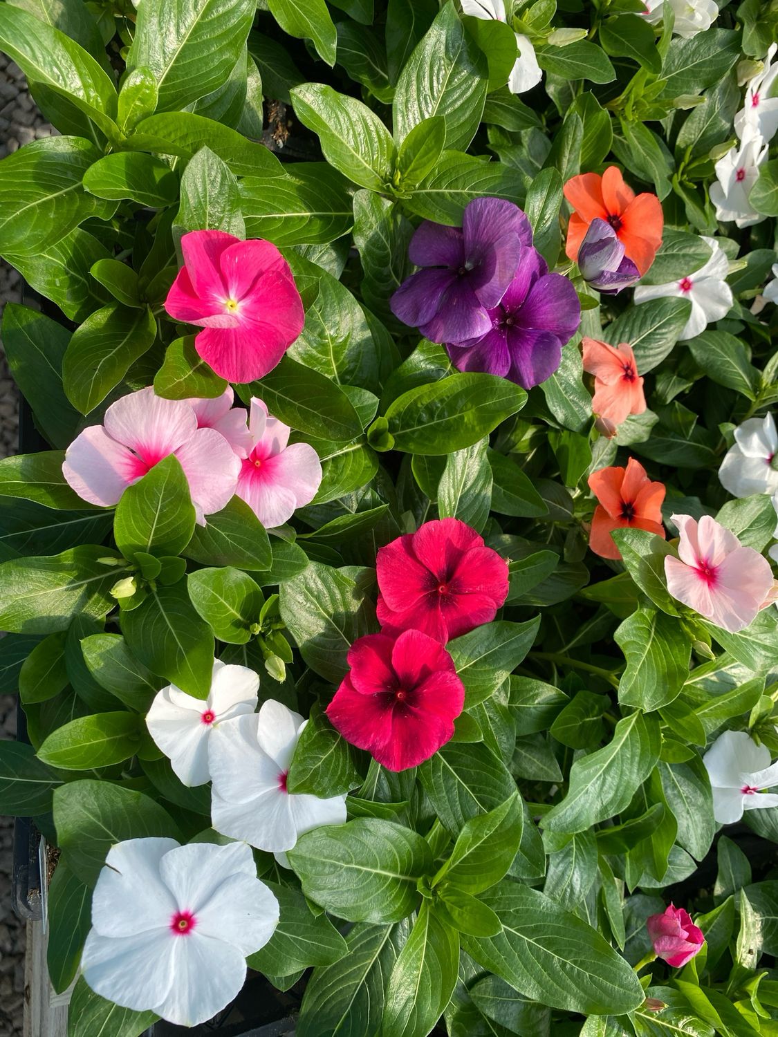 Vinca Assortment - Grower's Choice (3-Pack)