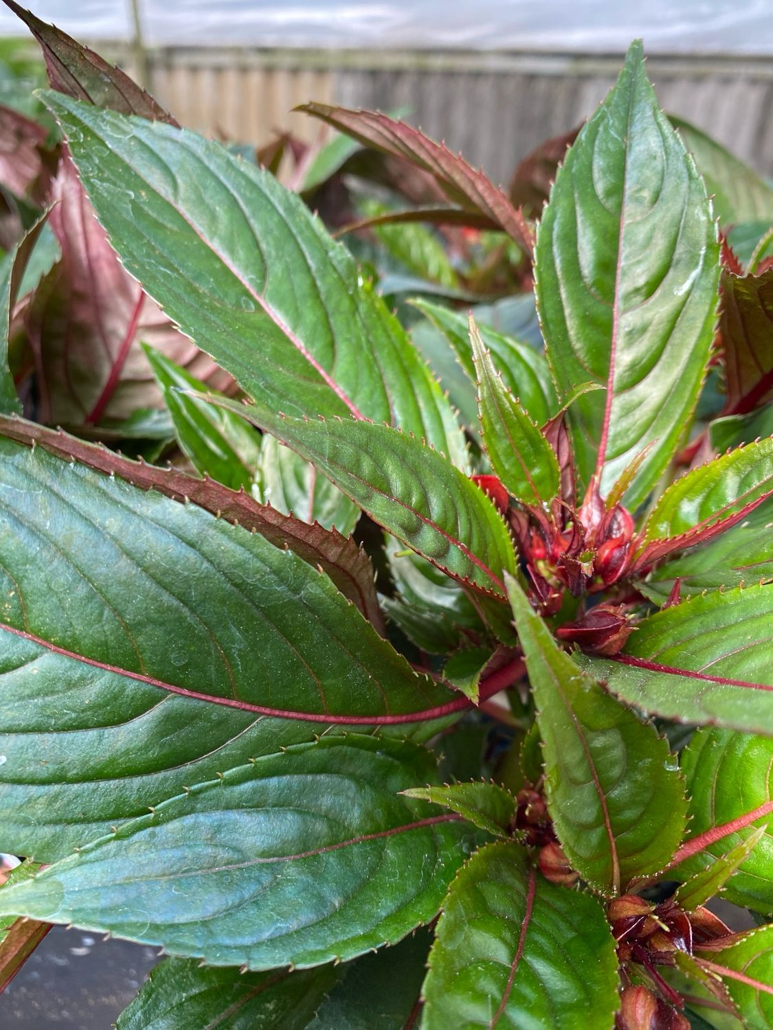 New Guinea Impatiens Apricot (quart pot)
