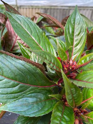 New Guinea Impatiens Apricot (quart pot)