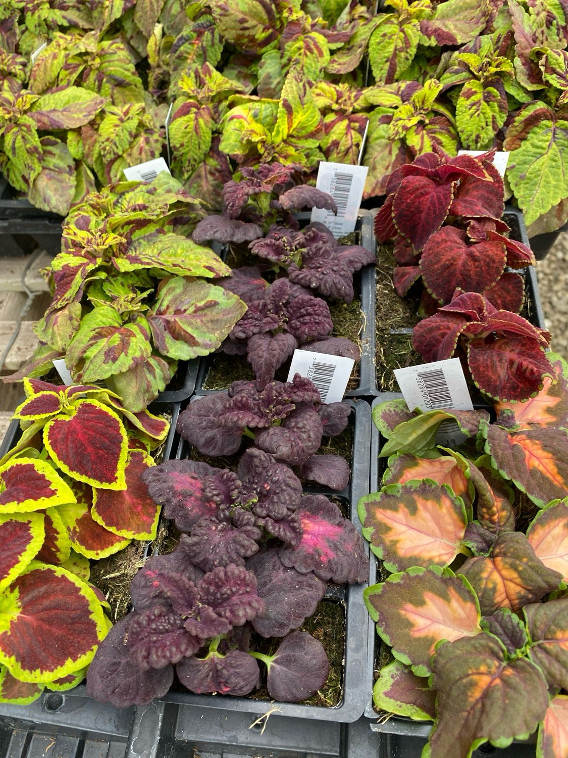 Coleus Assortment - Grower's Choice (3-Pack)