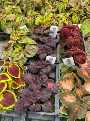 Coleus Assortment - Grower's Choice (3-Pack) Coleus Assortment - Grower's Choice (3-Pack)