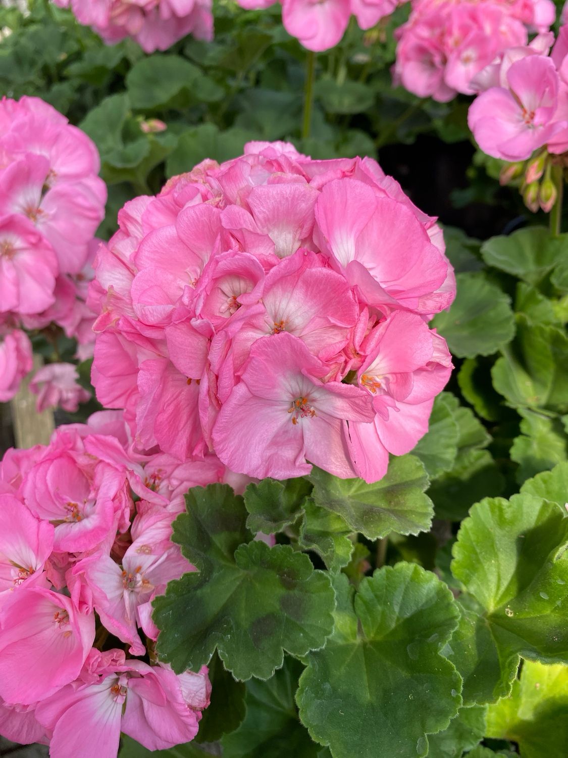 Jumbo Geranium Pink LIGHT Pink (7" Jumbo pot)