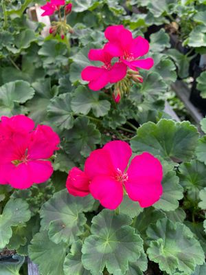 Geranium Purple Violet BRIGHT Violet Patriot / Dynamo (4 1/2" pot)