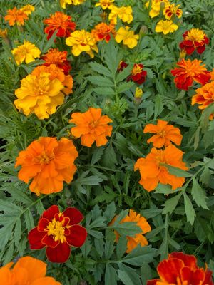 Marigold Assortment - Grower's Choice (3-Pack)