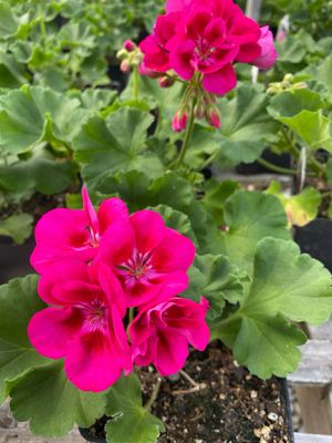 Geranium Berry PARFAIT Patriot (4 1/2" pot) 7.99